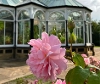 Pink flower in front of the Winter Garden at Preston Park.