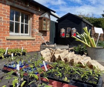 Selection of plants and flowers for sale and 8 bags of seeds.