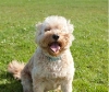 A fluffy white dog with a blue collar sitting on the grass with its tongue sticking out.