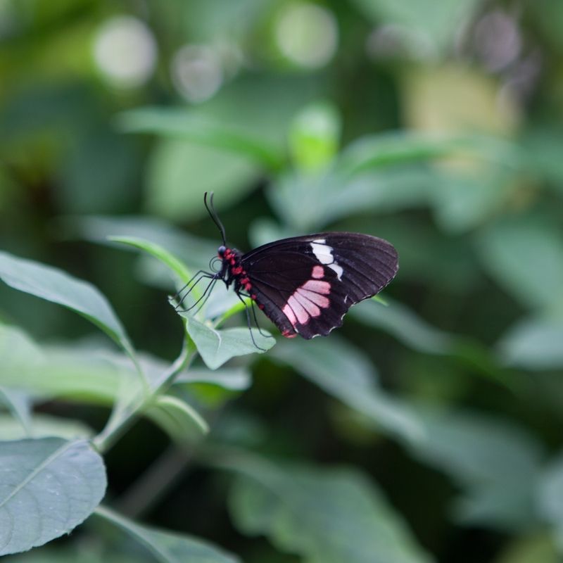 Butterfly World A photo of a butterfly on a leaf