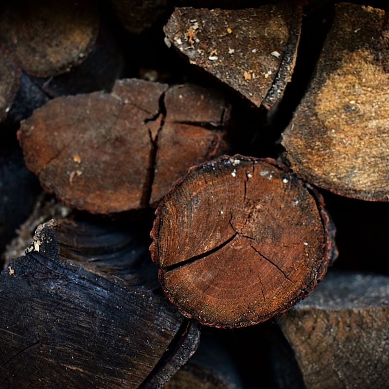 A pile of logs makes the perfect home for wildlife in your garden