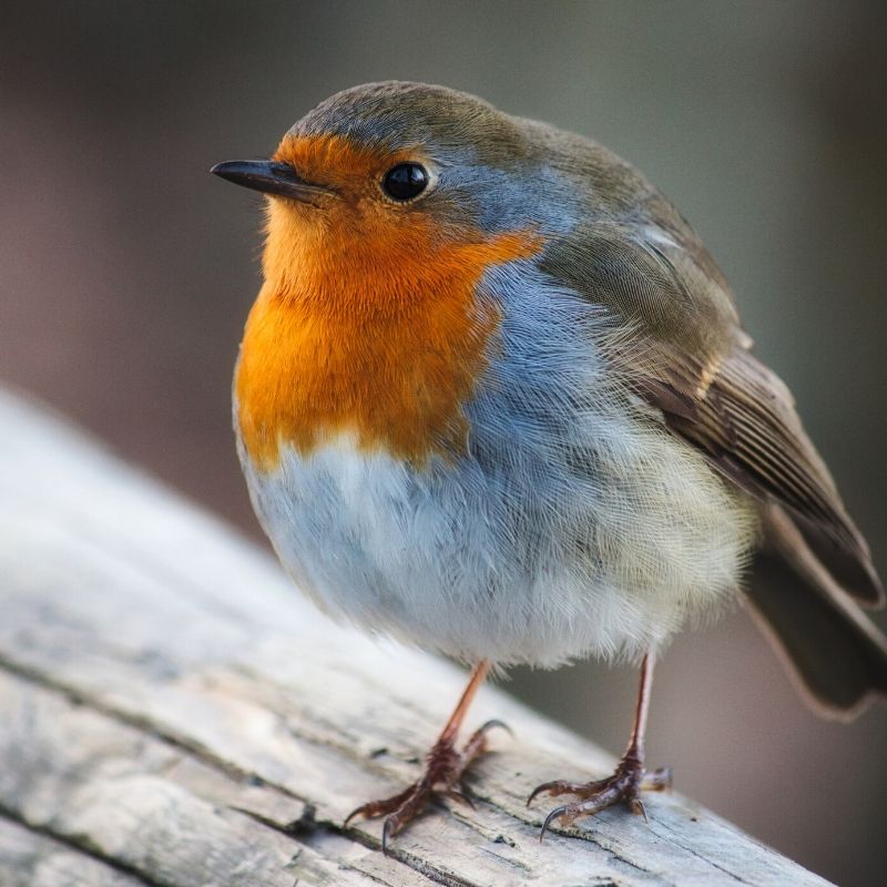 Robin Robin