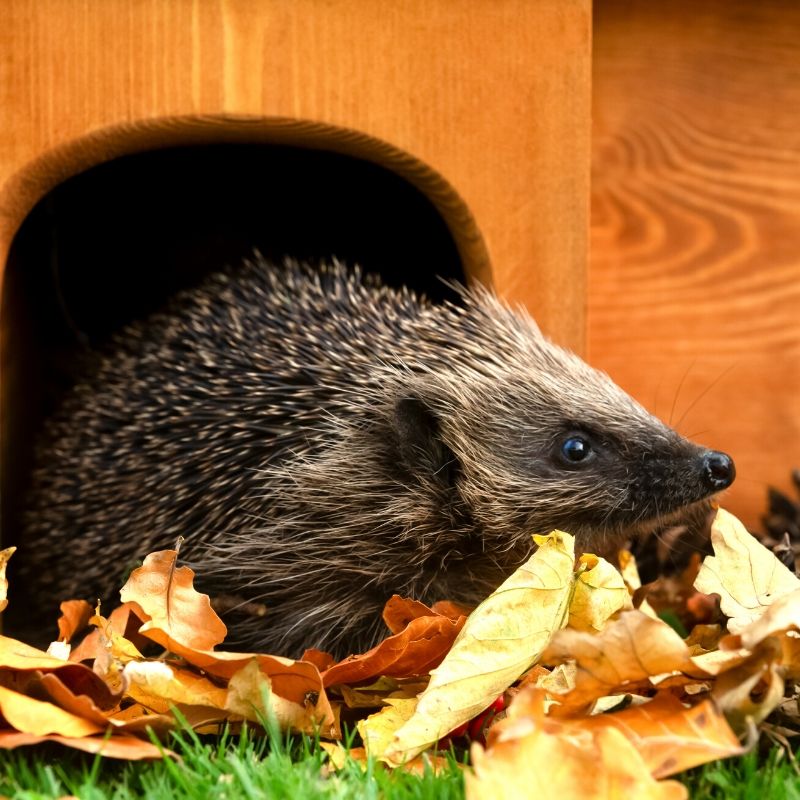 Don't forget to cut a hole in your fence for hedgehogs